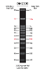 ExcelBand 100bp + 3K DNA Ladder, 500ul