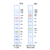 BLUelf prestained protein ladder, 500ul