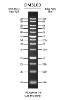 ExcelBand 1 Kb DNA Ladder, 500ul