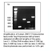 Taq DNA Polymerase PCR  1,000 U (200 μl)